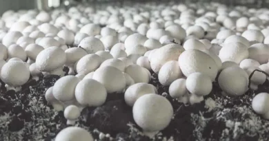 राजस्थान: चित्तौड़गढ़ में मशरूम और खजूर उत्पादन पर प्रशिक्षण आयोजित, 250 कृषक हुए शामिल  