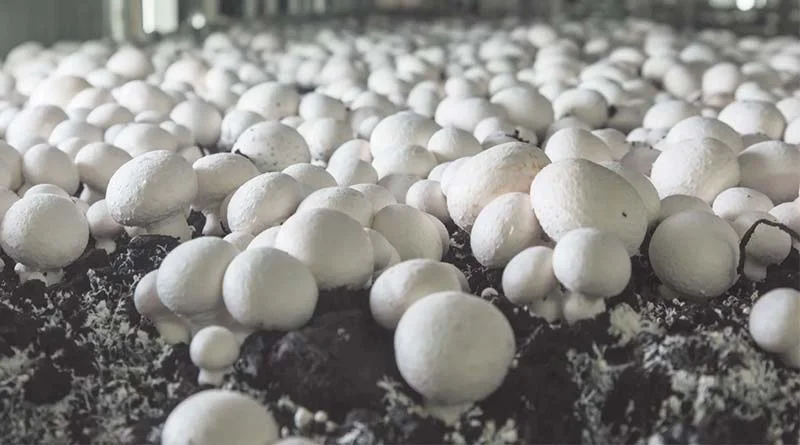 राजस्थान: चित्तौड़गढ़ में मशरूम और खजूर उत्पादन पर प्रशिक्षण आयोजित, 250 कृषक हुए शामिल  