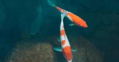 मत्स्य पालन एवं व्यवसाय के लिए एनएफडीपी पोर्टल पर पंजीयन आवश्यक