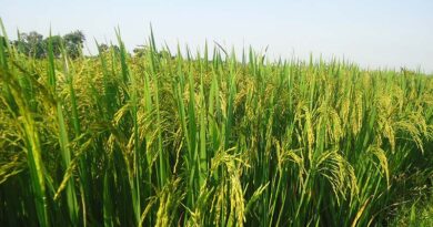 इनाम पाने का सुनहरा मौका: धान उपार्जन में गड़बड़ी की सूचना पर मिलेगा पुरस्कार