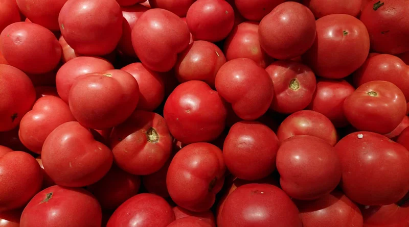 मेहनत कम और जेब में ज्यादा पैसा डाले, ऐसी फसल है टमाटर