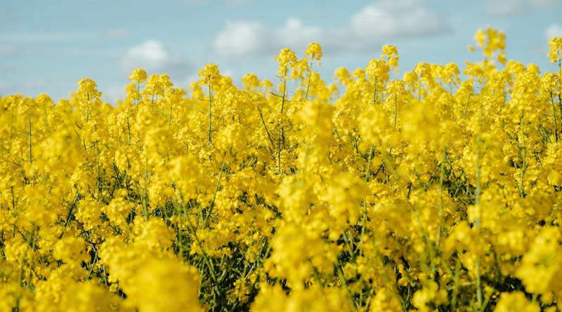 राजस्थान मंडियों में सरसों के भाव में तेजी, MSP से ₹600 तक ऊपर मिला दाम; जानिए 9 दिसंबर के ताजा रेट  