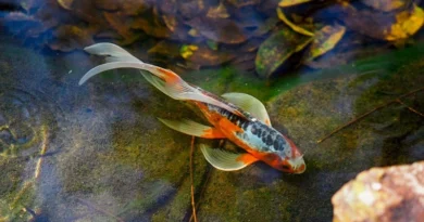 मत्स्य विभाग द्वारा मत्स्य बीज उत्पादन / विक्रय जारी