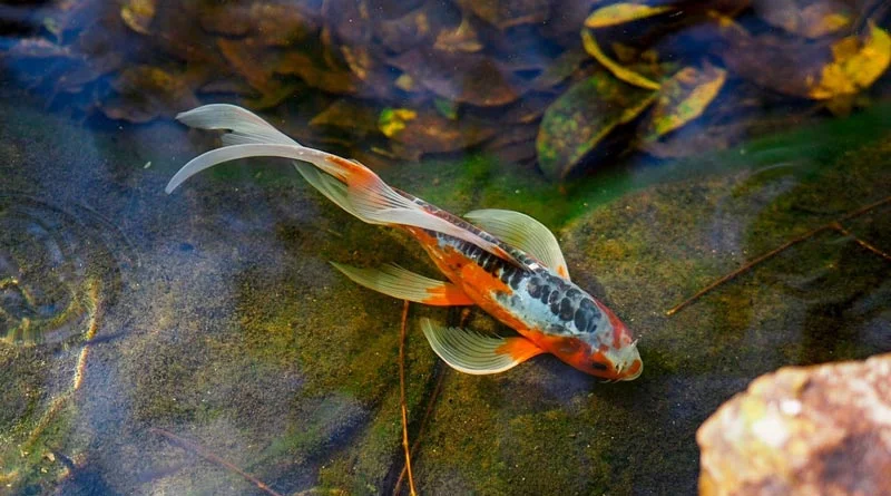 मत्स्य विभाग द्वारा मत्स्य बीज उत्पादन / विक्रय जारी