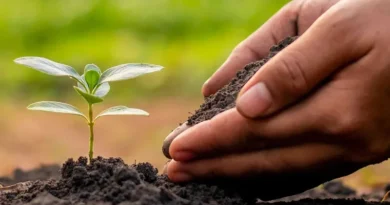 अगर आप ऑर्गेनिक खेती को अपनाना चाहते हैं, तो यह है महत्वपूर्ण जानकारी