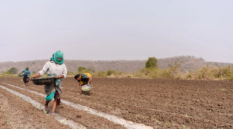 घटिया उर्वरक व खाद कालाबाजारी पर केंद्र का बड़ा एक्शन, 5,371 कंपनियों के लाइसेंस रद्द, 446 FIR दर्ज