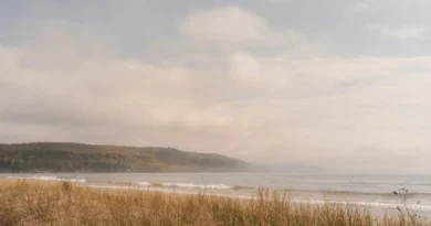 किसानों के लिए चेतावनी: कोहरे और पाले से फसल को नुकसान की आशंका, मध्यप्रदेश कृषि विभाग ने बताए बचाव के उपाय  