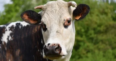 मंत्री जोराराम कुमावत ने मंगला पशु बीमा योजना शिविर का किया निरीक्षण, पशुपालकों को योजनाओं का लाभ उठाने का किया आह्वान  