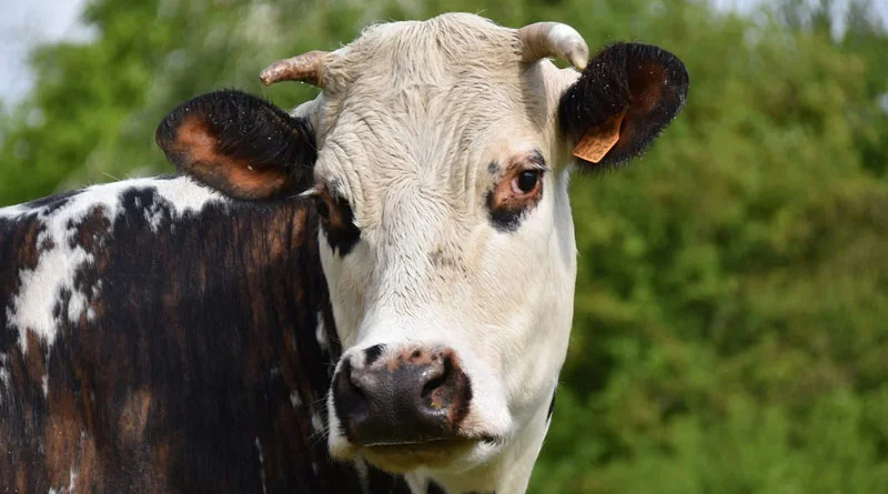 मंत्री जोराराम कुमावत ने मंगला पशु बीमा योजना शिविर का किया निरीक्षण, पशुपालकों को योजनाओं का लाभ उठाने का किया आह्वान