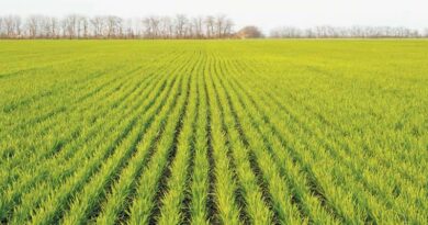 राजस्थान: रबी फसल में उर्वरकों पर सख्त निगरानी, टैगिंग मिलने पर होगी कड़ी कार्रवाई; किसान इस नंबर पर करें शिकायत