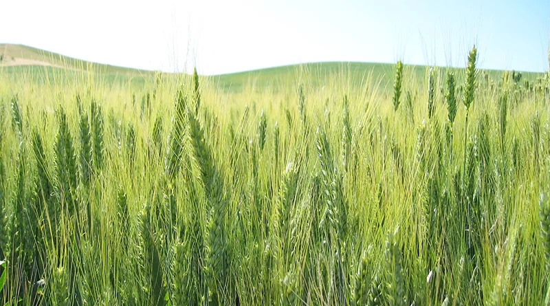 जड़ माहू कीट से गेहूं की फसल को कैसे बचाएं? कृषि विभाग ने बताए प्रभावी उपाय