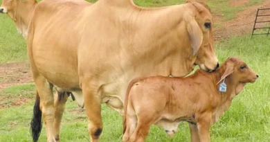 राजस्थान: मुख्यमंत्री मंगला पशु बीमा योजना अभियान का शुभारंभ, 21 लाख पशुओं के मुफ्त बीमा का लक्ष्य