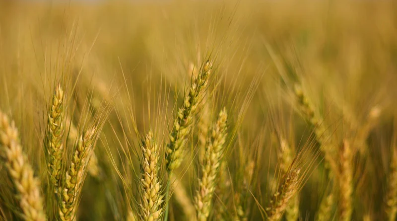 कृषि विभाग का अलर्ट! गेहूं की फसल में बढ़ रहा जड़ माहू कीट का प्रकोप, किसान बचाव के लिए तुरंत करें ये उपाय