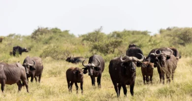 डेयरी उद्योग को  लाभकारी बनाने के लिए है  “डॉ. भीमराव अंबेडकर कामधेनु योजना”