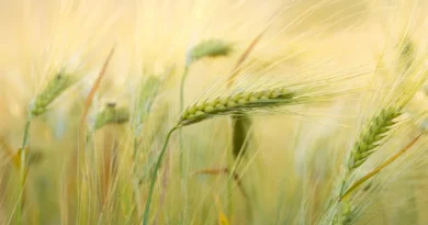 शांतिलाल ने बायो-फोर्टिफाइड गेहूं का चयन कर खेती में किया बदलाव