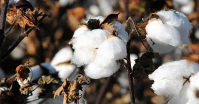 कपास स्लॉट बुकिंग में गलती न करें किसान, तय मात्रा से ज्यादा कपास नहीं होगा स्वीकार: मंडी सचिव