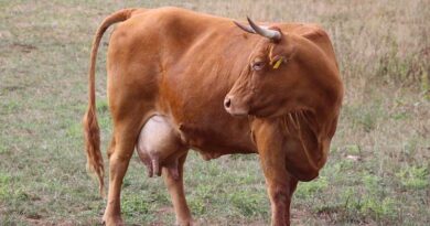 डॉ. भीमराव अंबेडकर कामधेनु योजना: पशुपालकों को डेयरी इकाई स्थापित करने पर मिलेगा 25-33% तक अनुदान  