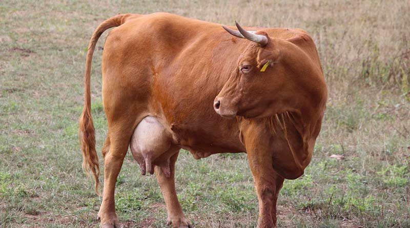 डॉ. भीमराव अंबेडकर कामधेनु योजना: पशुपालकों को डेयरी इकाई स्थापित करने पर मिलेगा 25-33% तक अनुदान