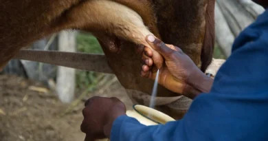 डेयरी किसानों को राहत: पिछले 5 वर्षों में दूध की कीमतों में लगातार वृद्धि, सब्सिडी और सरकारी योजनाओं से समर्थन  