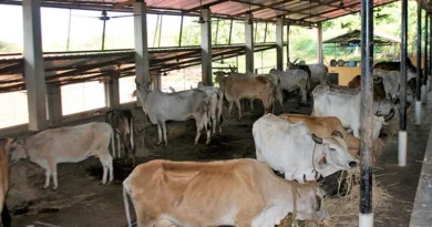 क्रॉप डॉक्टर ऐप: फसलों, पशुपालन और कृषि योजनाओं की पूरी जानकारी अब मोबाइल पर