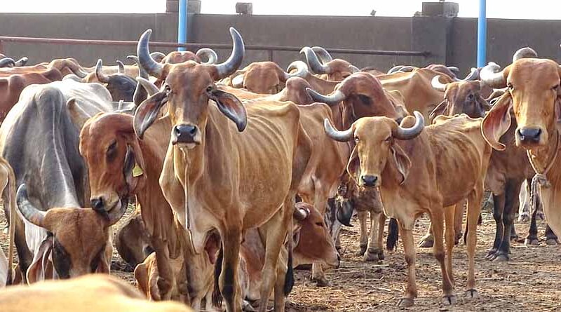 गुजरात में 1 साल में पांच गुना बढ़ा सेक्स सॉर्टेड सीमेन का इस्तेमाल, एक लाख से ज्यादा पशु शामिल