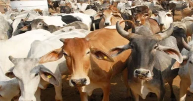 राजस्थान: पशुपालन विभाग में रिकार्ड भर्ती, 727 पशु चिकित्सक नियमित हुए