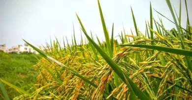 पुराने समय के तरीके अपनाओं तो सालों तक धान में नहीं पड़ेंगे कीड़े पुराने समय के तरीके अपनाओं तो सालों तक धान में नहीं पड़ेंगे कीड़े