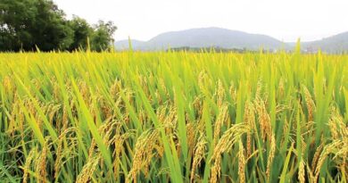 व्यापारियों के गोदामों का किया निरीक्षण , धान को अभिरक्षा में सौंपा