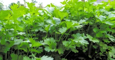 पपीता-धनिया की मिश्रित खेती से बदली किस्मत, खेताखेड़ी के किसान ने कम लागत में कमाए लाखों; जानिए कैसे 