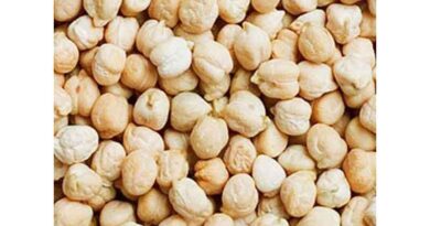 बड़वानी कलेक्टर ने कृषि प्रक्षेत्र का किया भ्रमण: प्रगतिशील किसानों से की चर्चा, डॉलर चना उत्पादन पर दिया जोर  