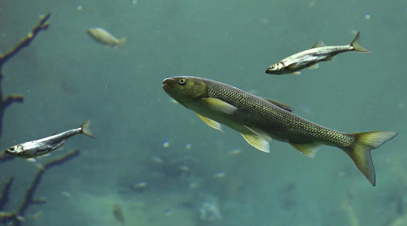 कुछ आसान उपाय अपनाए जाएं, तो सर्दियों में भी मछली पालन सुरक्षित और मुनाफेदार