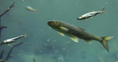 मत्स्य पालन एवं व्यवसाय के लिए एनएफडीपी पोर्टल पर पंजीयन आवश्यक