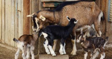 बकरियों के बच्चों को सर्दी में निमोनिया से कैसे बचाएं? यहां जानें आसान उपाय