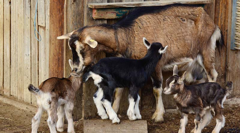 बकरियों के बच्चों को सर्दी में निमोनिया से कैसे बचाएं? यहां जानें आसान उपाय