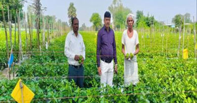 शिमला मिर्च की खेती से मालामाल हुए अलीराजपुर के कृषक शंकर, 3 एकड़ में की 5 लाख की शानदार कमाई; जानें कैसे  