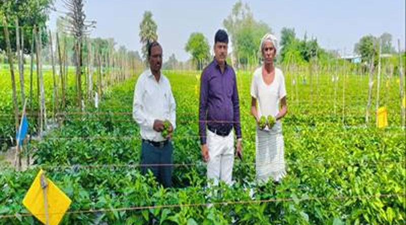 शिमला मिर्च की खेती से मालामाल हुए अलीराजपुर के कृषक शंकर, 3 एकड़ में की 5 लाख की शानदार कमाई; जानें कैसे  