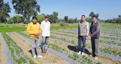 परंपरागत खेती से हटकर किसान ने उगाई स्ट्रॉबेरी, महज 1 एकड़ में कमाया लाखों का मुनाफा; जानिए कैसे