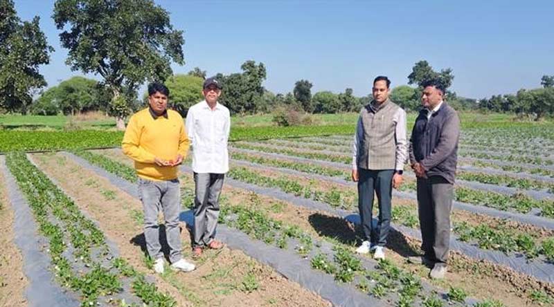 परंपरागत खेती से हटकर किसान ने उगाई स्ट्रॉबेरी, महज 1 एकड़ में कमाया लाखों का मुनाफा; जानिए कैसे