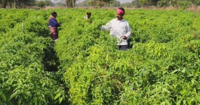 परंपरा छोड़ अपनाई 'ड्रिप' तकनीक: सारंगढ के किसान मुकेश मिर्ची की खेती से कमा रहे लाखों  