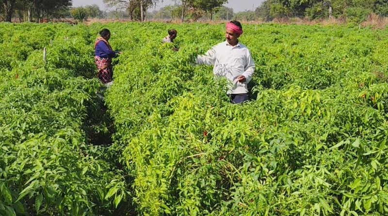 परंपरा छोड़ अपनाई 'ड्रिप' तकनीक: सारंगढ के किसान मुकेश मिर्ची की खेती से कमा रहे लाखों