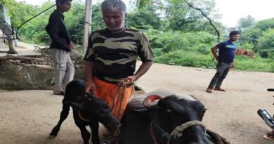 मप्र शासन की सैक्स-सॉर्टेड सीमन योजना से बदली पशुपालकों की किस्मत, आय में कई गुना बढ़ोतरी