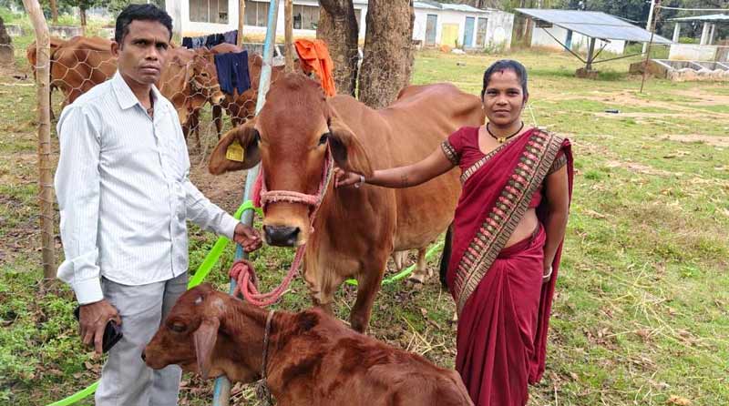 छत्तीसगढ़: बस्तर में 24 जनजातीय महिलाओं को 36 दुधारू पशु वितरित, डेयरी व्यवसाय से बढ़ेगी आमदनी