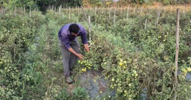 रायपुर के युवा किसान ने ग्राफ्टेड तकनीक से की टमाटर की खेती, प्रति एकड़ मिला 3 लाख तक का शुद्ध लाभ; जानिए कैसे  