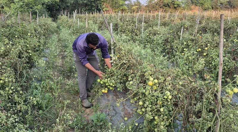 रायपुर के युवा किसान ने ग्राफ्टेड तकनीक से की टमाटर की खेती, प्रति एकड़ मिला 3 लाख तक का शुद्ध लाभ; जानिए कैसे  