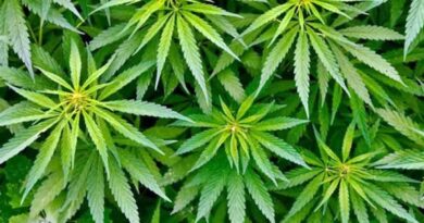 हिमाचल में भांग की खेती को मिली मंजूरी, राज्य को हर साल मिलेगा 1,000–2,000 करोड़ तक का फायदा