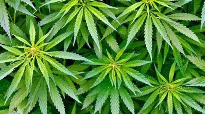 हिमाचल में भांग की खेती को मिली मंजूरी, राज्य को हर साल मिलेगा 1,000–2,000 करोड़ तक का फायदा