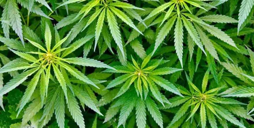 हिमाचल में भांग की खेती को मिली मंजूरी, राज्य को हर साल मिलेगा 1,000–2,000 करोड़ तक का फायदा