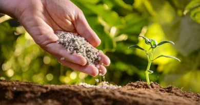 पूसा माइकोराइजा: पौधों की जड़ों का प्राकृतिक सहयोगी