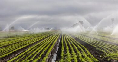 राजस्थान: नहर पुनरुद्धार से 10 हजार से अधिक किसानों को मिलेगा सिंचाई का लाभ- मंत्री रावत