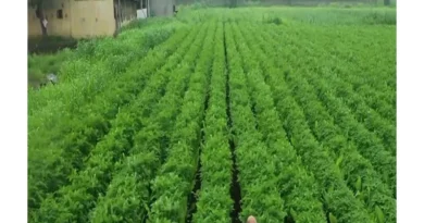 महाराष्ट्र में प्राकृतिक खेती को मिलेगी रफ्तार, 25 लाख हेक्टेयर में लागू होगा मिशन: फडणवीस